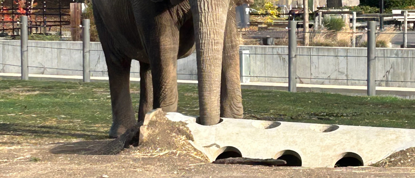 Milwaukee County Zoo Elephant Enclosure